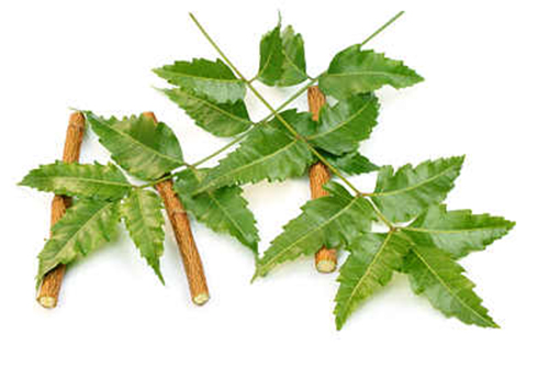 Cành neem có tác dụng kháng khuẩn và làm sạch mùi hôi